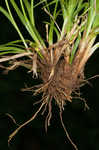 Asian shortstem sedge